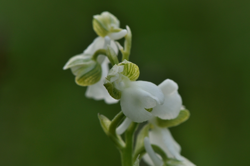 Anacamptis morio 16-05-2010 176.jpg